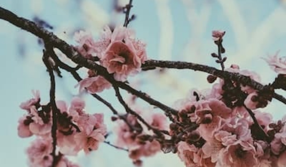 pexels-valeriia-miller-3798396