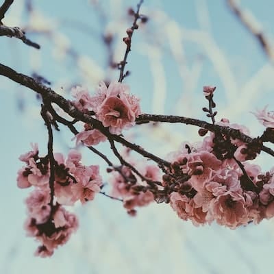 Ikigai : la méthode, comment trouver son Ikigai ?