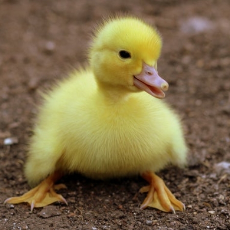 duckling-on-black-soil-during-daytime-162140