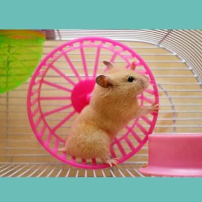 guide hamster