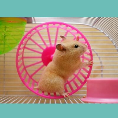 guide hamster