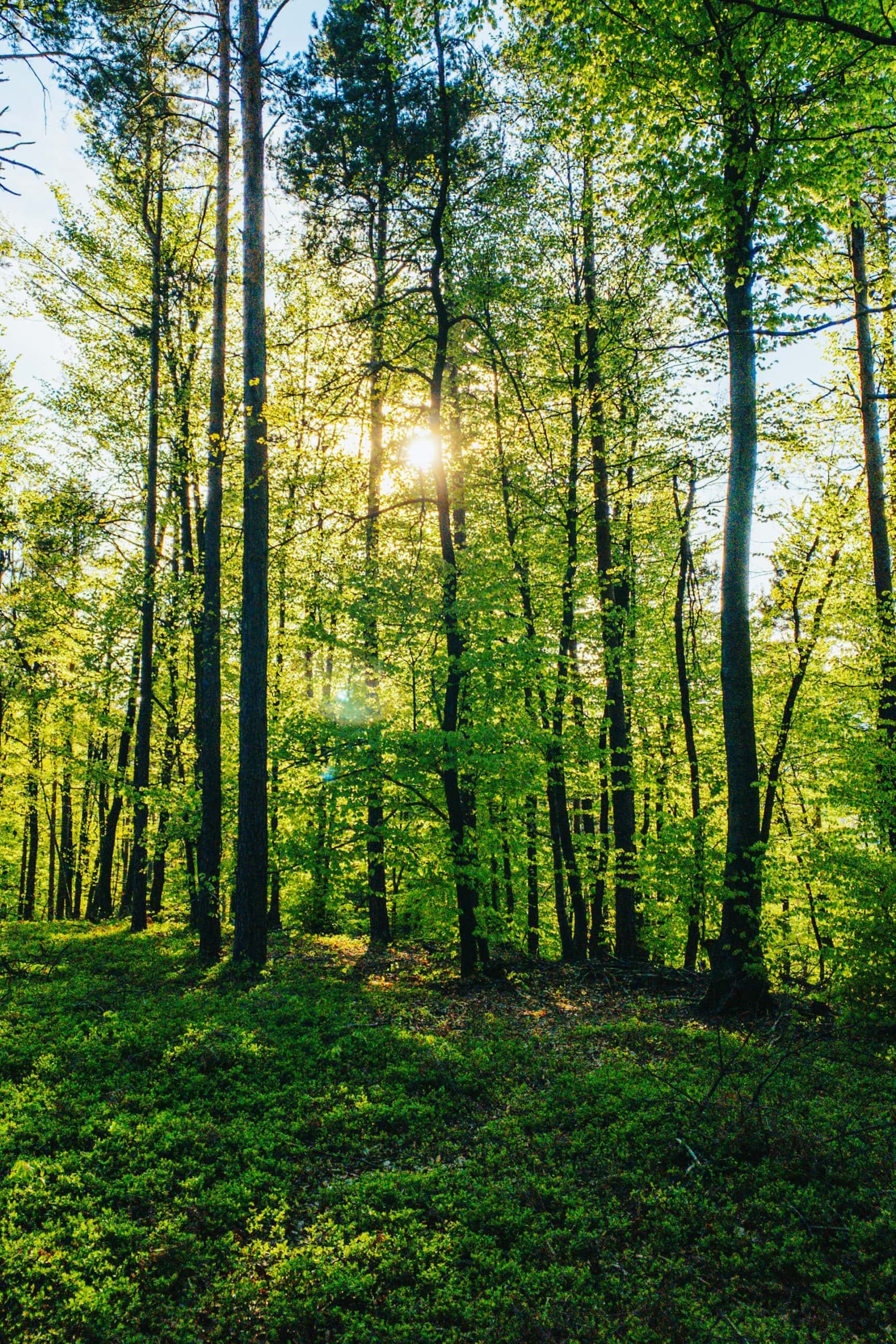 miha-rekar-gzMvo6cR6J0-unsplash